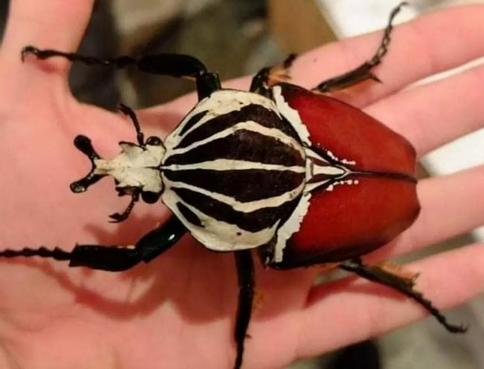 insektopia