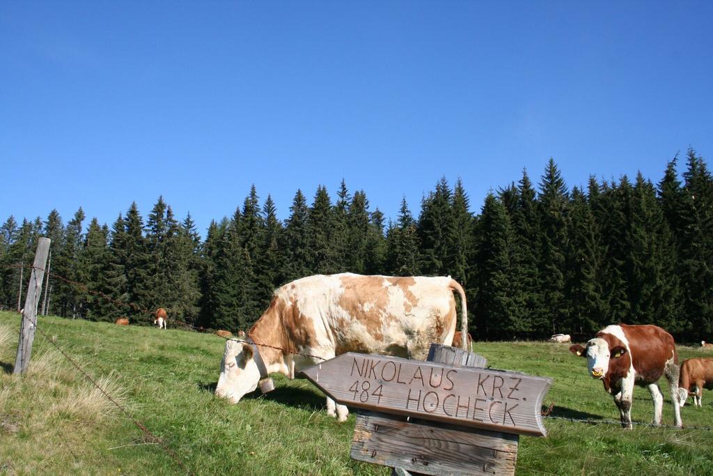 Wegweiser Malleisten Alm - Hocheck