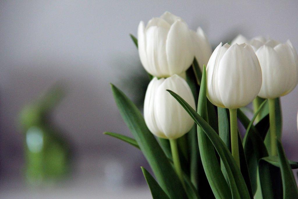 Tulpen