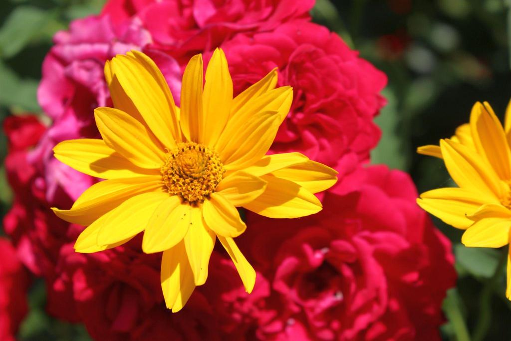 Symbolfoto Blumen