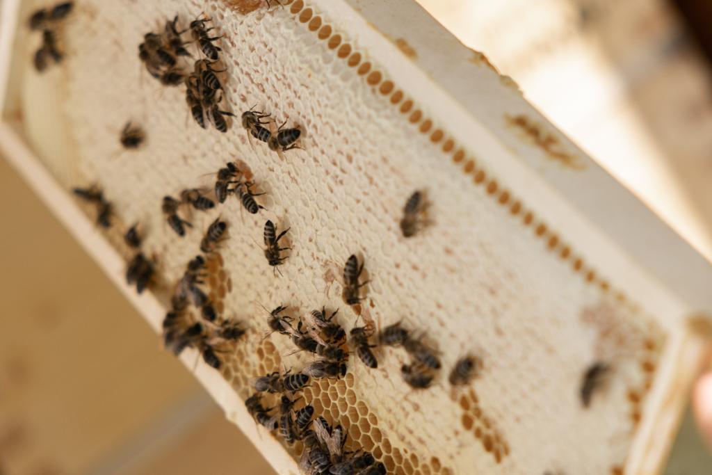 Ein Holzrahmen mit Bienenwaben - Symbolbild