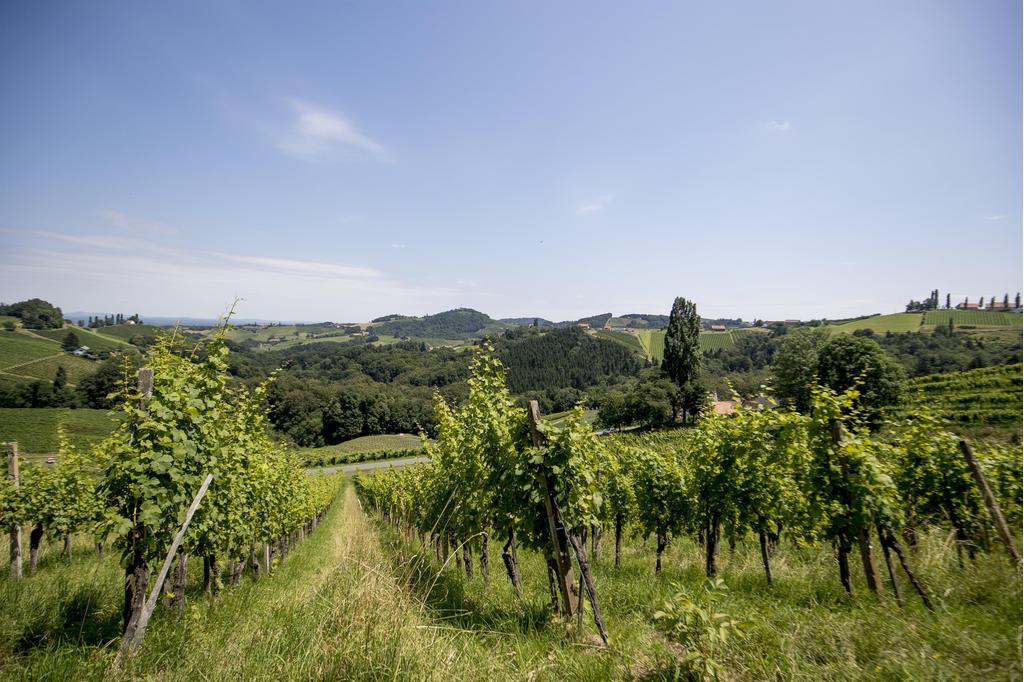 Weinreben