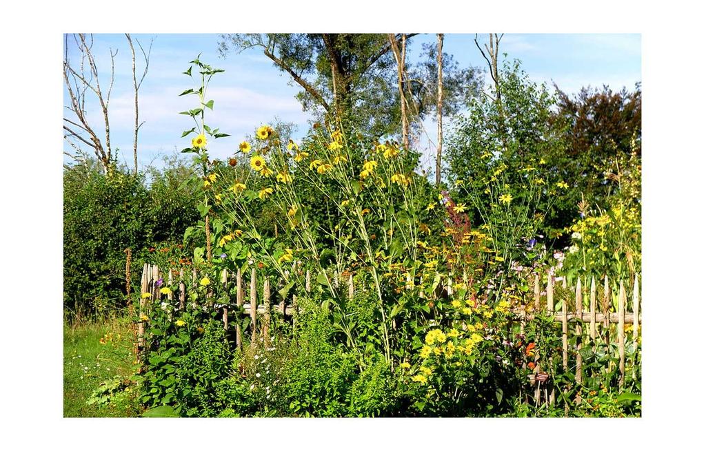 Garten im Sommer