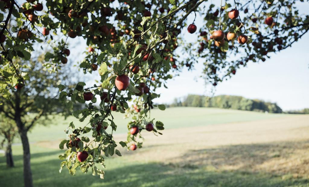 Apfelbaum - Symbolbild