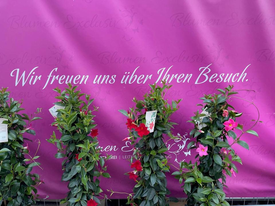 Blumen exklusiv