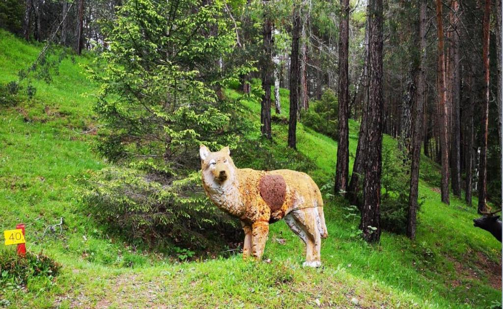 Ansicht Wolf