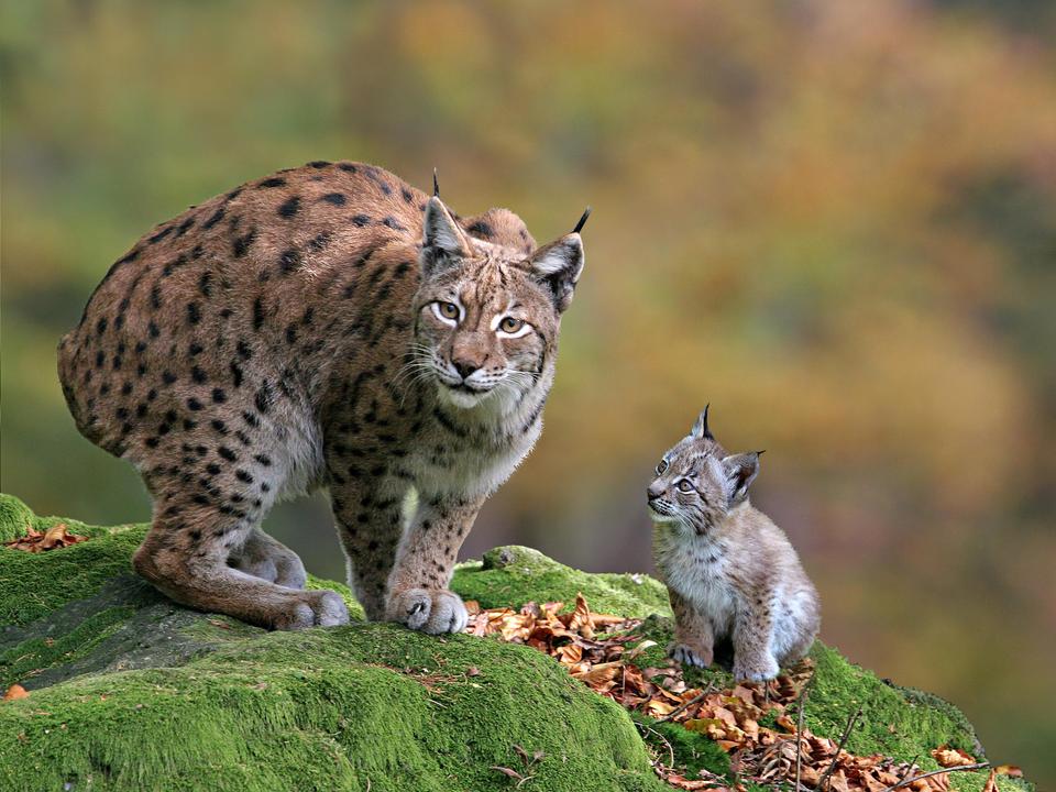 Wildpark Aurach