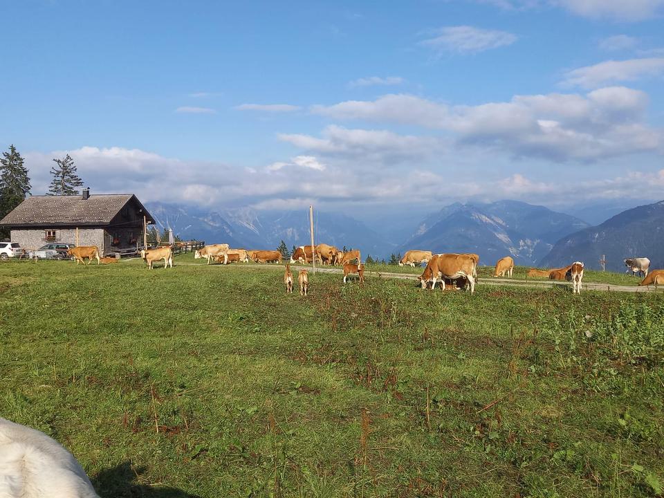 Furkla Alpe 1