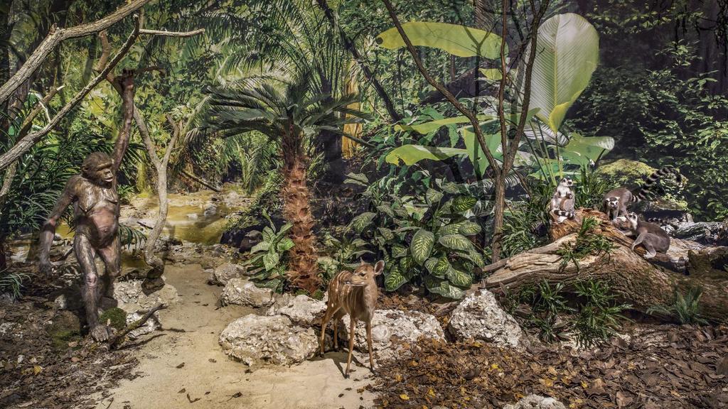 urwald_ardipithecus-ramidus-1500x844