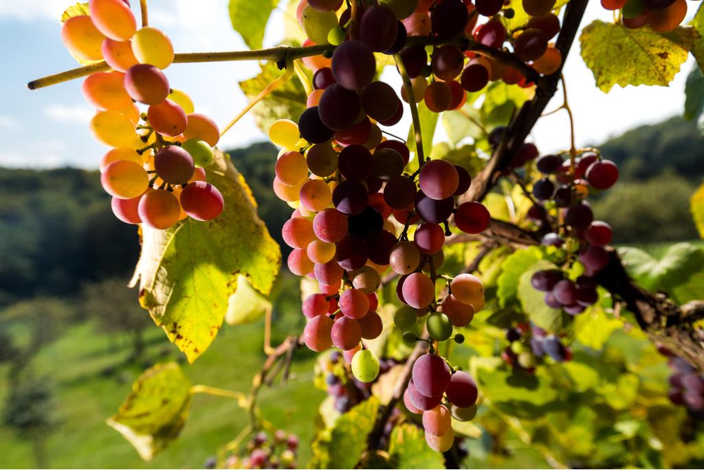 Weinreben in der Erlebnisregion Graz