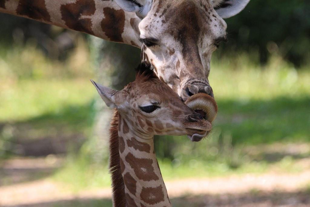 Giraffen Kuscheln