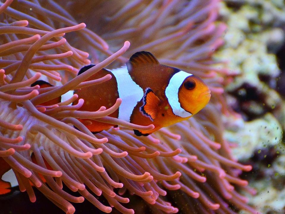 Aquarium Linden