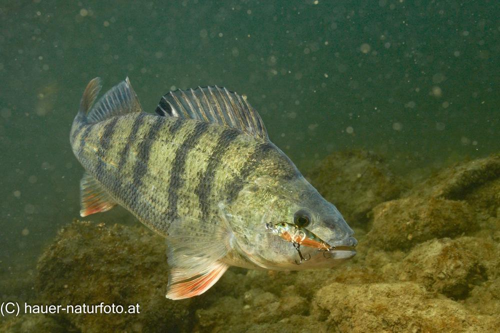 FISCHEN AM WÖRTHERSEE