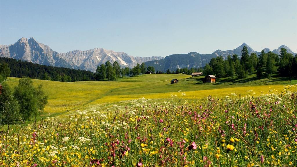 Blumenwiese in Neuleutasch