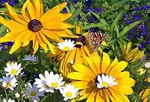 220px-Blume_mit_Schmetterling_und_Biene_1uf