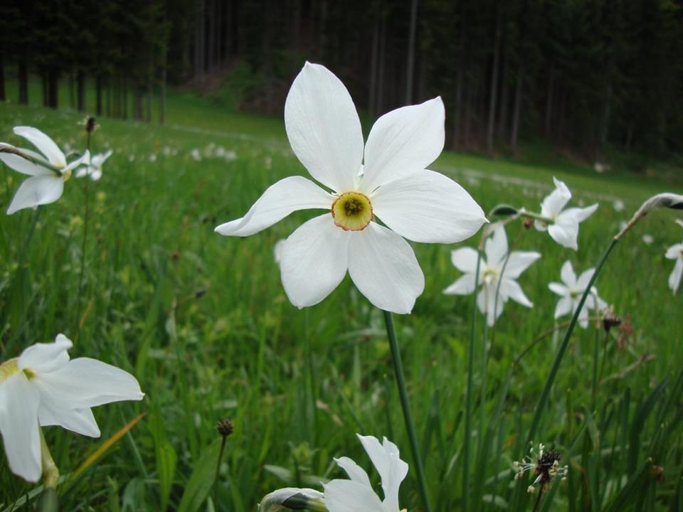 Narzissen