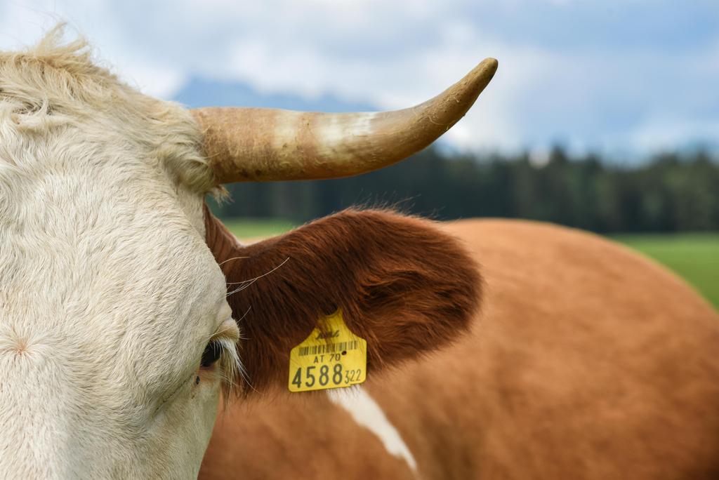 Ausseerland Salzkammergut, Bad Aussee