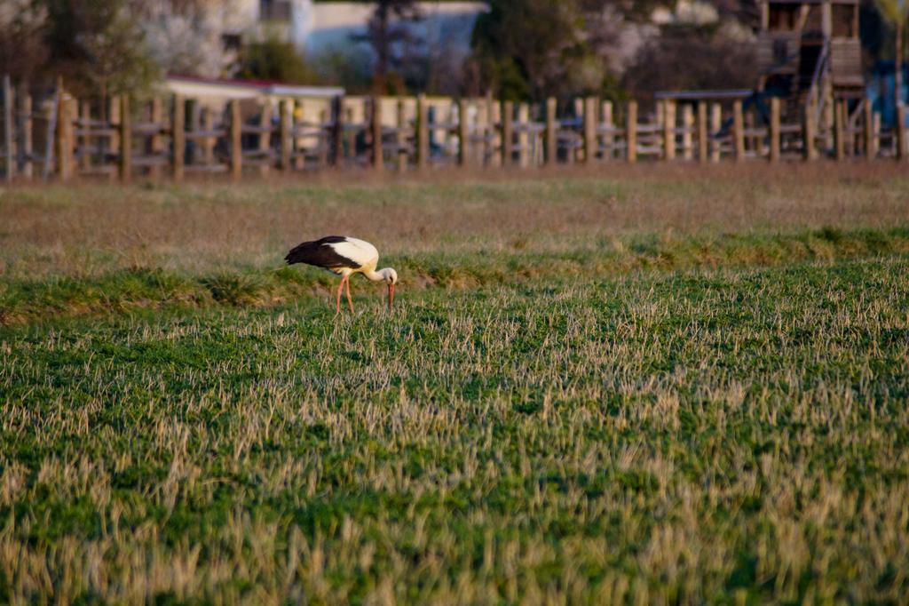 Storch