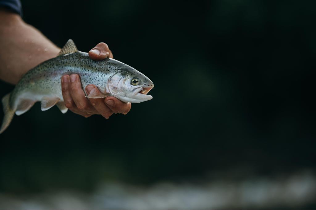 Fischen am Kreuth Teich