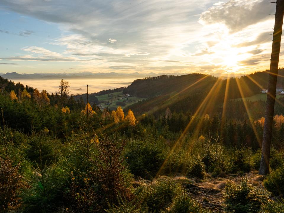 Sonnenaufgang mit Wald und Nebelmeer im Hintergrund_Hausruckwald_Sommer_2020_Zopf_2561_TVB Hausruckwald klein