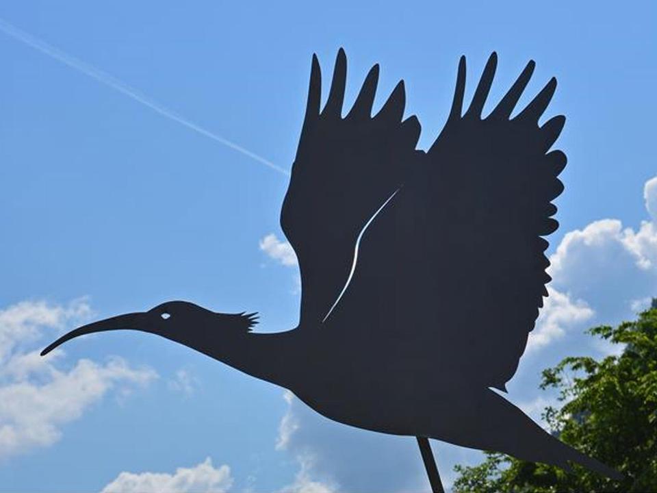 Waldrapp 1