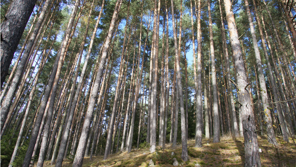 Waldluftatmen beim Wandern