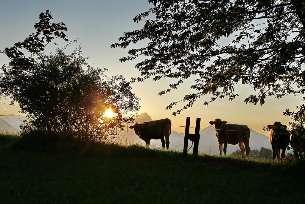 Abendstimmung mit Kühen