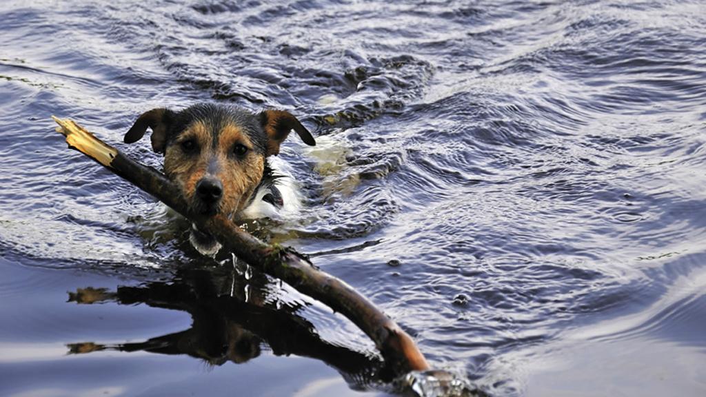 Baden mit Hund
