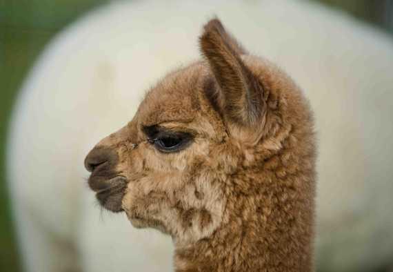 alpaka