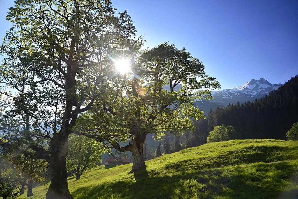 "Eingang ins Paradies" - Schwarzenberghütte