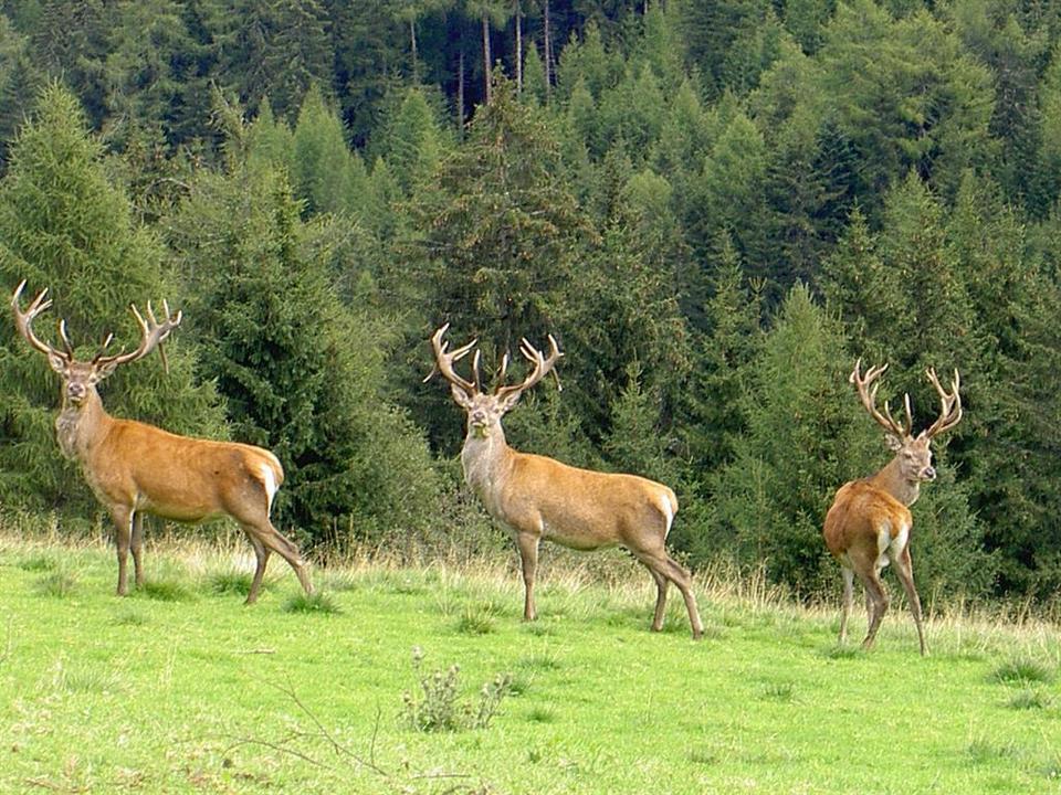 Rothwild