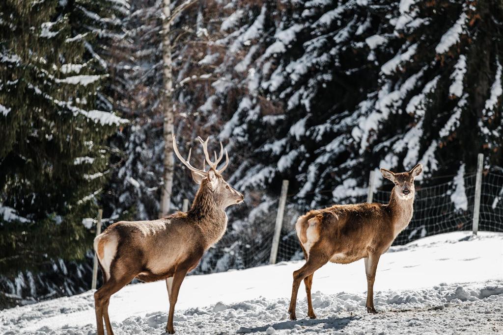 Hirschen im Winter