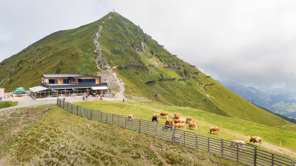 Hornalm_mit Kühen (c) Ungerank