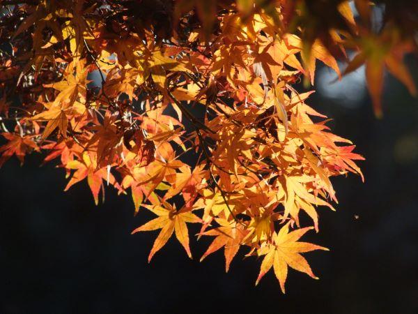 Ausstellung_Herbst