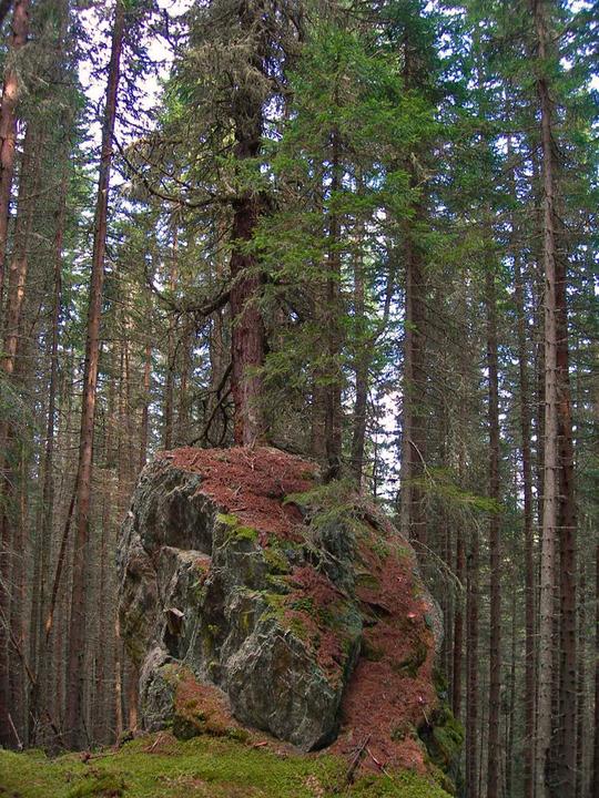 Zirbe am Granitzlmoos
