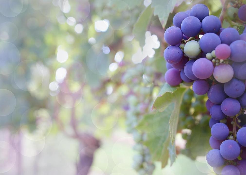 Weinrebe