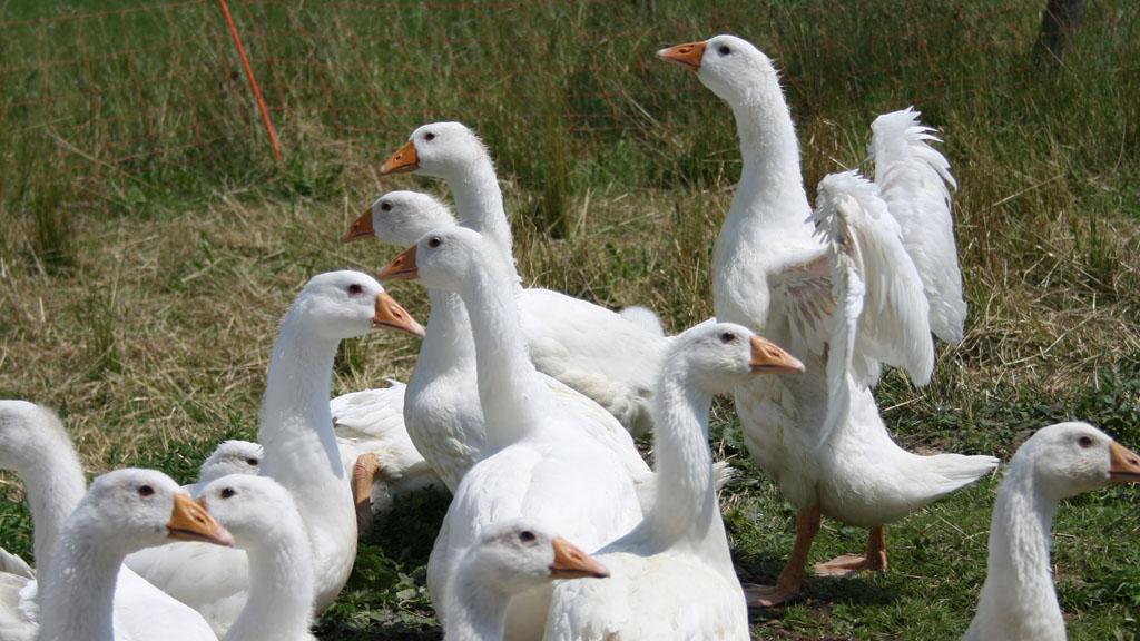 Geflügelhof Schweighofer