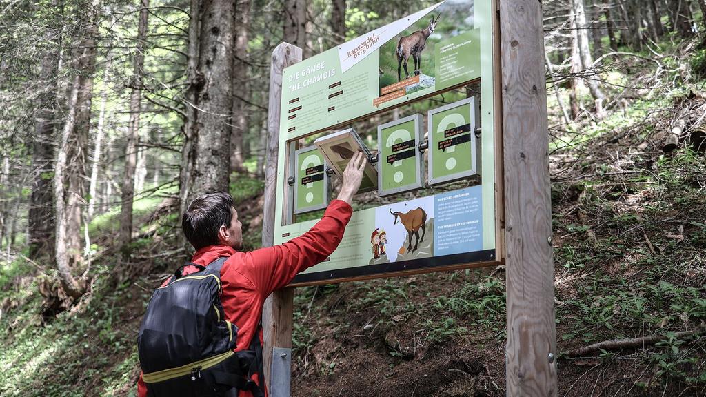 Alpentiere Rundwanderweg am Zwölferkopf