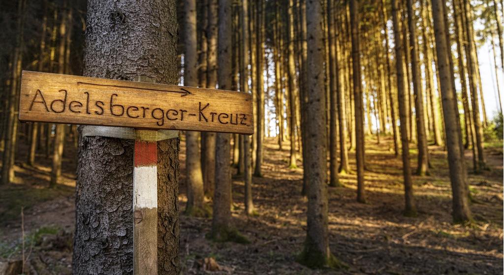 Bewegungsarena Innviertel_Stimmungsvoller Waldspaziergang_6_SINNVIERTEL Tourismus_Kernmayer.JPG