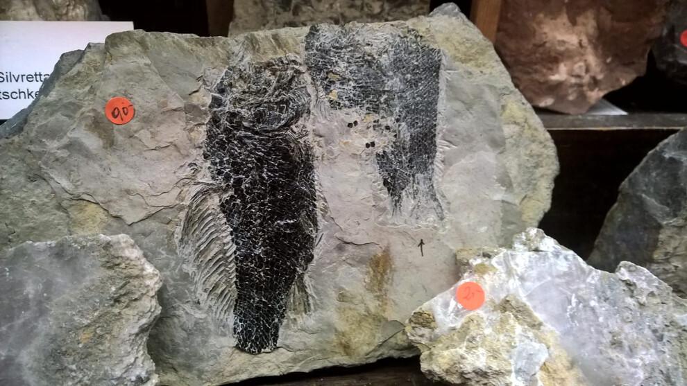 Montafoner Mineralien