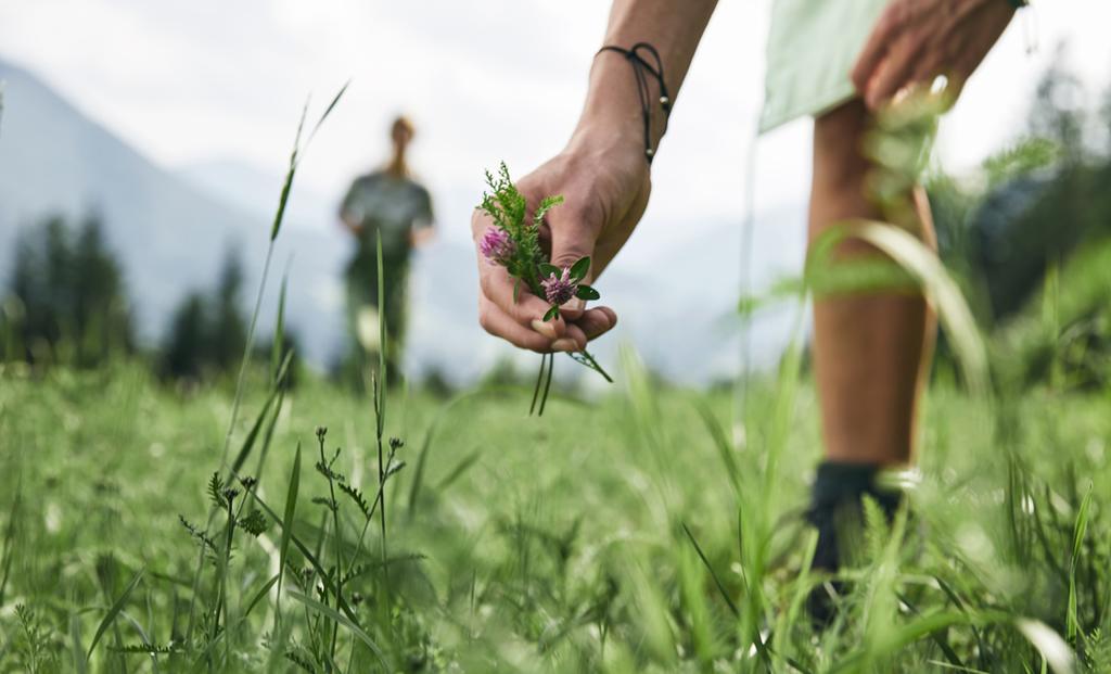 eine Person beim Pflanzenpflücken auf einer Wiese - Symbolbild
