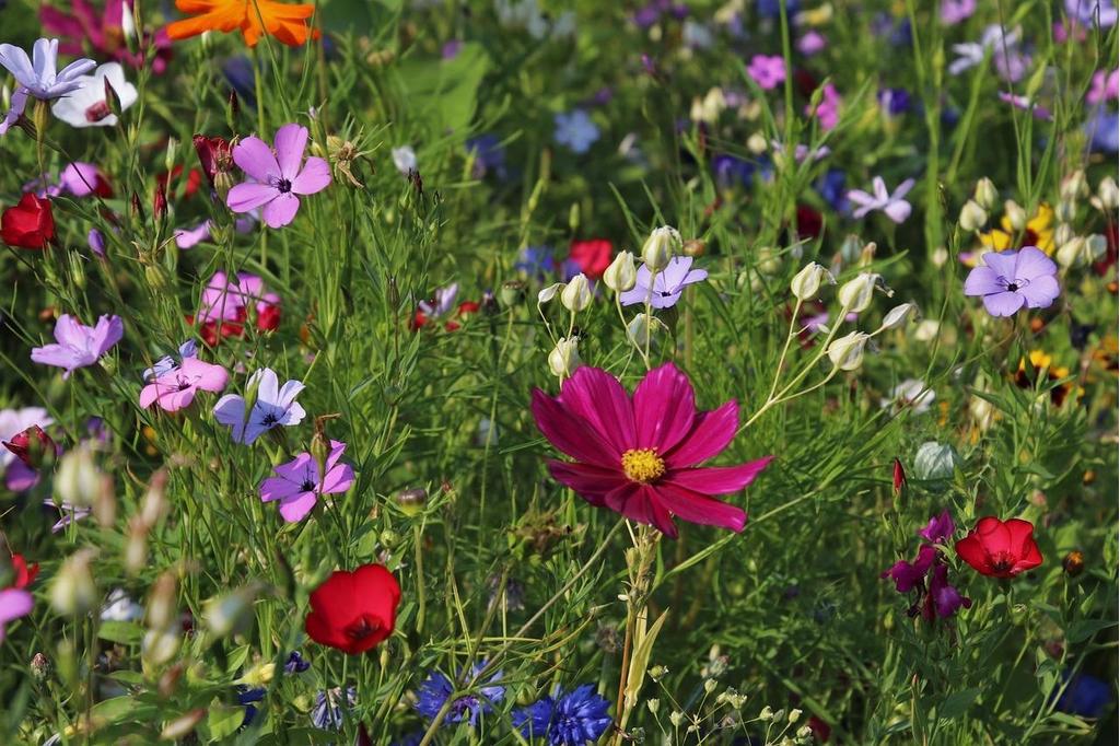 Blumen