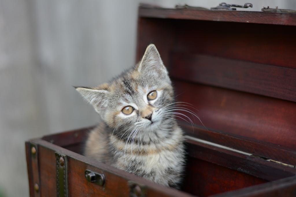 katze_cinnviertel-tourismus_fotoloungeblende8-1024x683