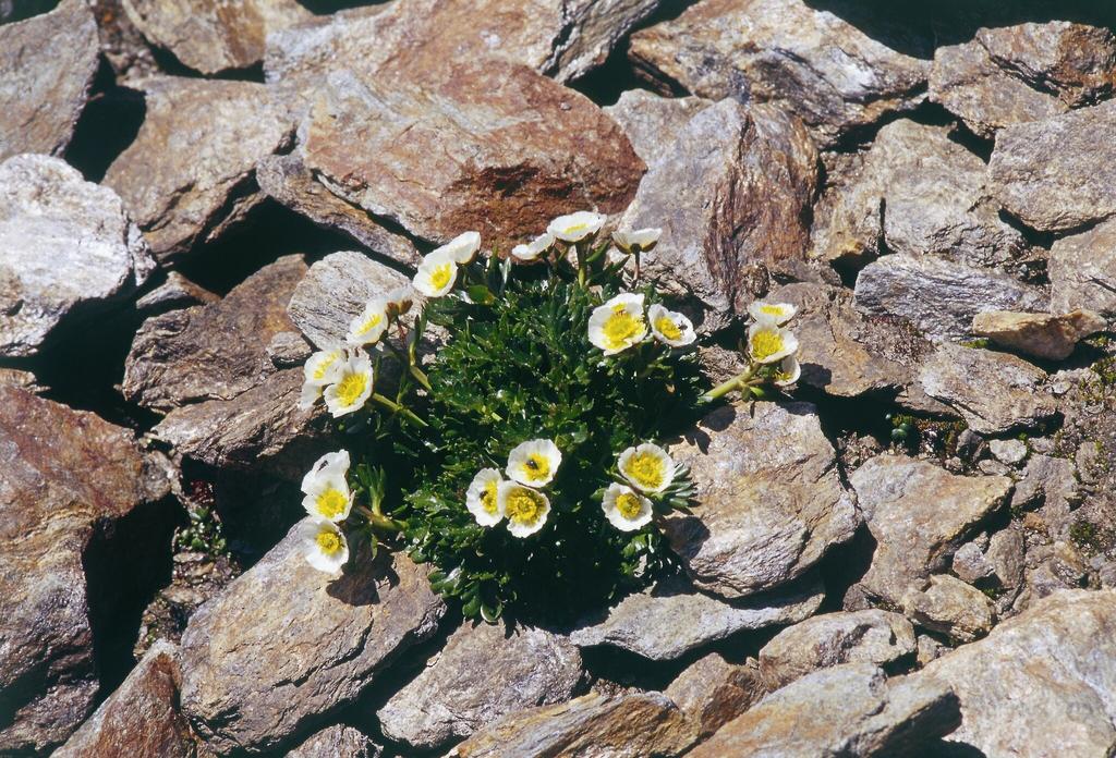 Blumen