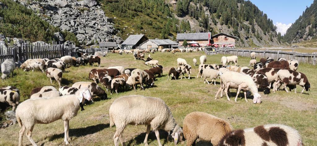 Sulzenau Alm 1.847m - Sommer