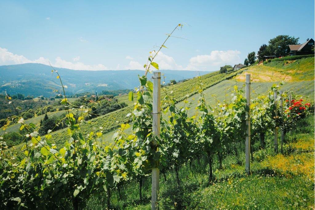 Aussicht Hochgrail Weinberge