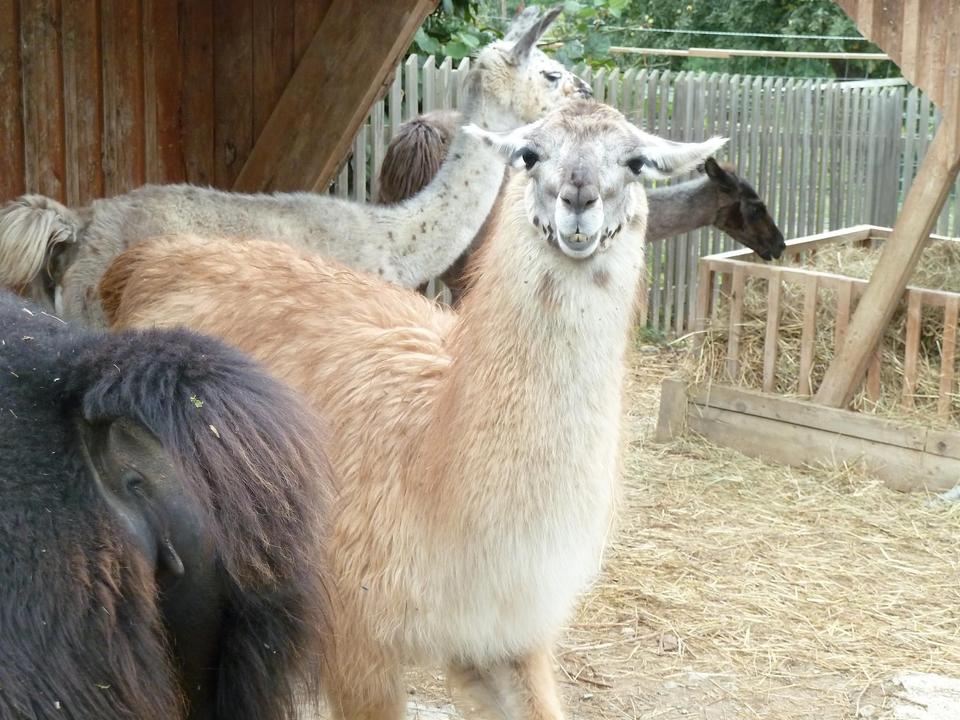 Lamas vom Elfenhof