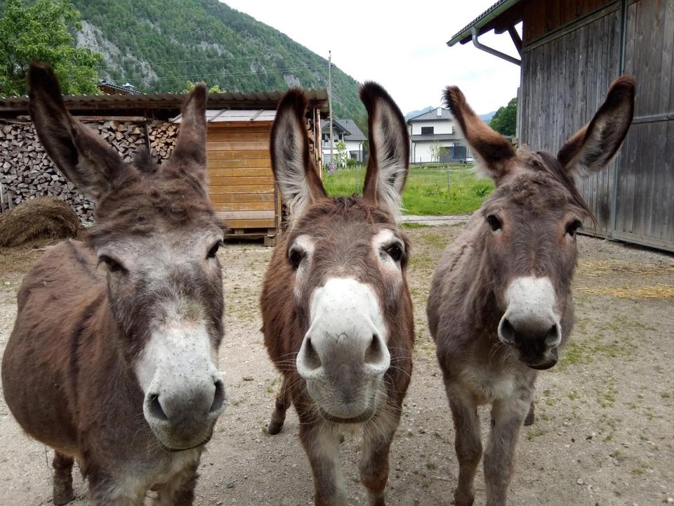 Eselfamilie