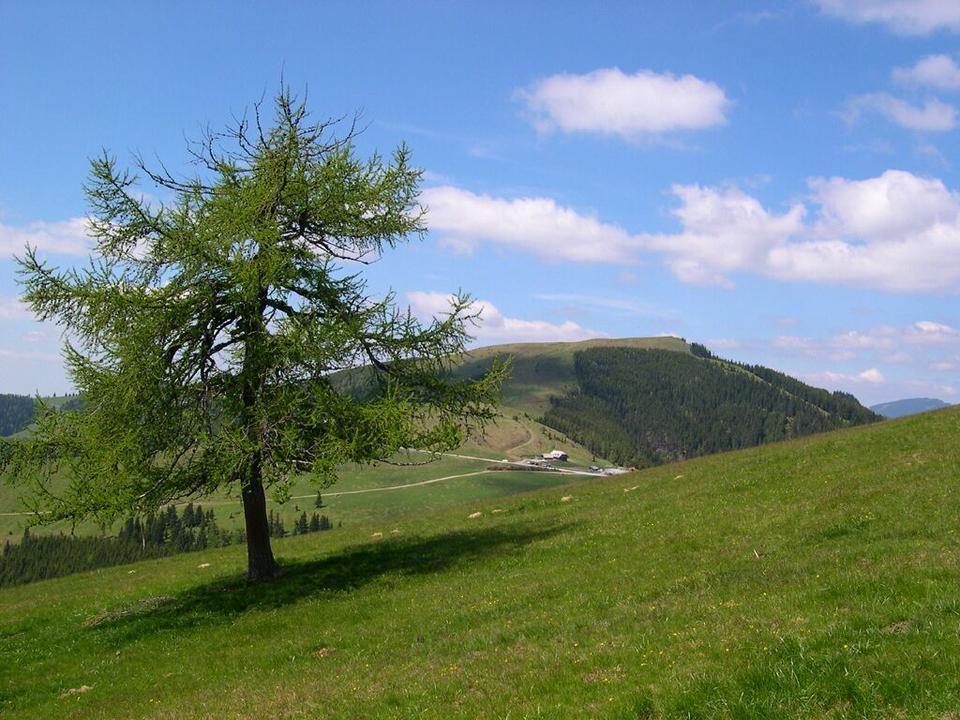 Sommeralm_Naturpark Almenland_Oststeiermark