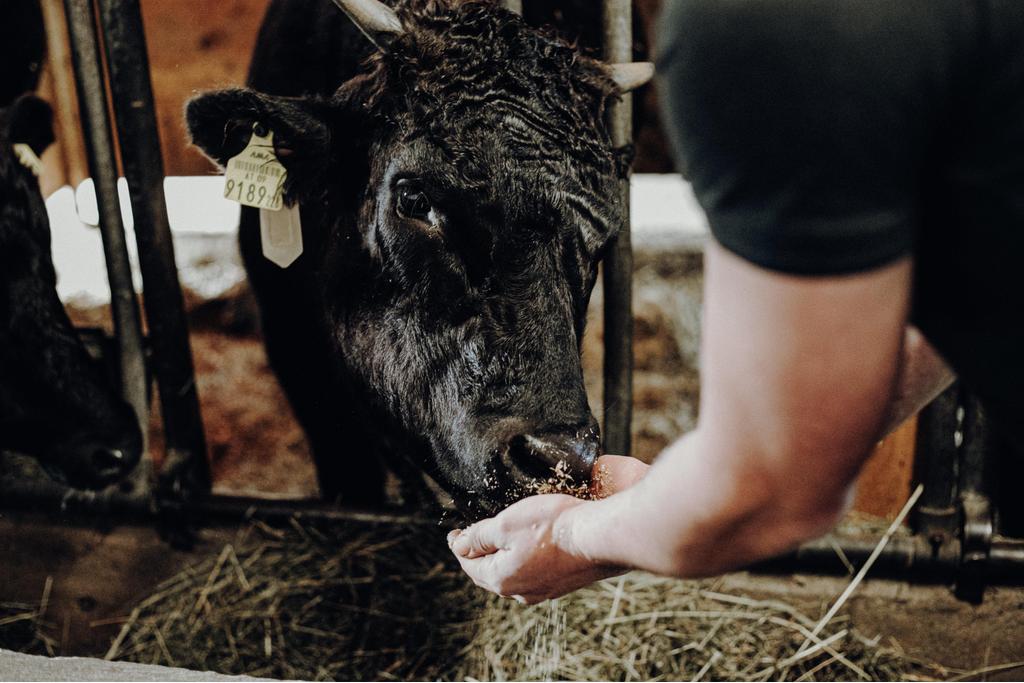 Wagyu-Rinder (c) Katharina Beihammer Photography